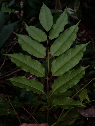 Protium aguilarii