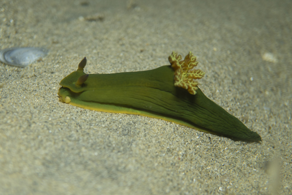 Tambja dracomus