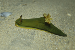 Tambja dracomus