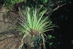 Astelia microsperma