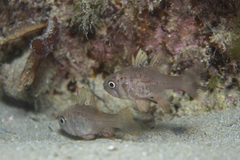 Vincentia conspersa
