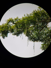 Parkia pendula