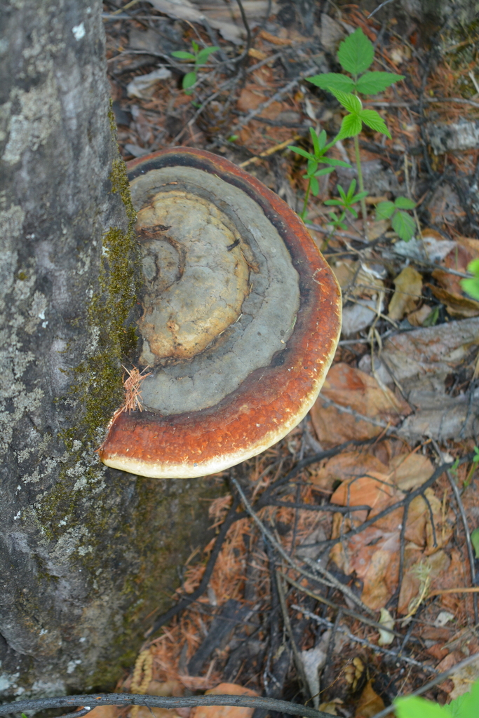 Fomitopsis pinicola · June 2017 · photo: © ochirnima_nimaev (iNaturalist, cc-by)