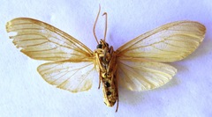 Opharus