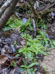 Pinguicula primuliflora
