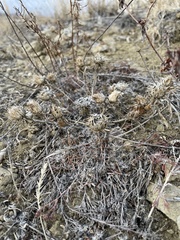 Townsendia grandiflora
