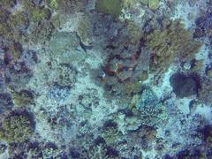 Gymnothorax favagineus