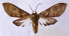 Pachydota