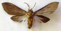 Pachydota