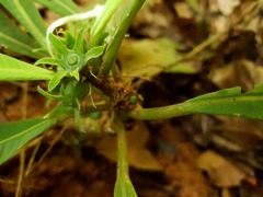 Amphidasya longicalycina