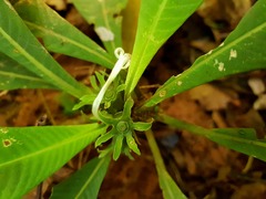 Amphidasya longicalycina