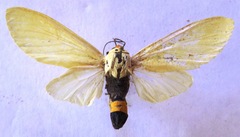 Selenarctia