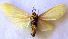 Selenarctia