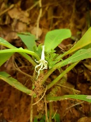 Amphidasya longicalycina