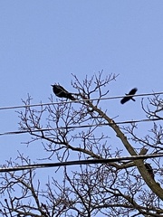 Corvus brachyrhynchos