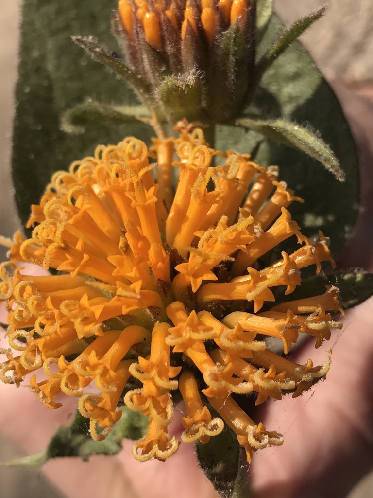 rayless mule's ears