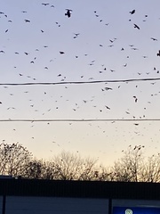 Corvus brachyrhynchos