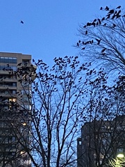 Corvus brachyrhynchos