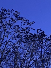 Corvus brachyrhynchos