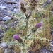 Clokey Thistle - Photo (c) David Bellamy, some rights reserved (CC BY-NC), uploaded by David Bellamy
