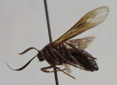 Amycles anthracina