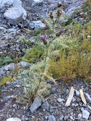 Cirsium eatonii clokeyi