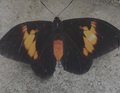 Brassolis astyra