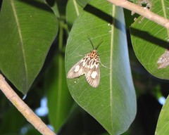 Asota plagiata