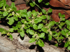 Alternanthera nana