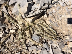 Cirsium eatonii clokeyi