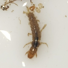 Hydropsychoidea