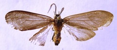 Opharus