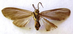 Opharus