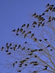 Corvus brachyrhynchos