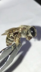 Xylocopa subvirescens