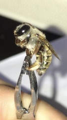 Xylocopa subvirescens