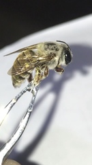 Xylocopa subvirescens