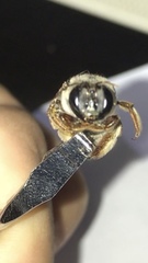 Xylocopa subvirescens