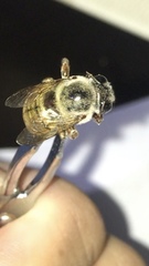 Xylocopa subvirescens