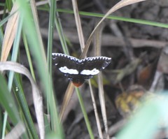 Buzara latizona