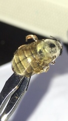 Xylocopa subvirescens