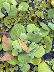 Pistia stratiotes image