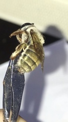 Xylocopa subvirescens