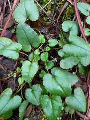 Veronica regina-nivalis