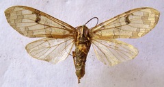 Halysidota underwoodi