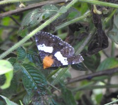Buzara latizona