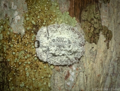 Emcephalus floccosus