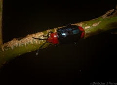 Phyllocharis gracilis