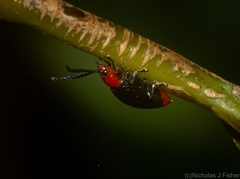 Phyllocharis gracilis