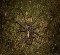 Prosoplus bakewellii